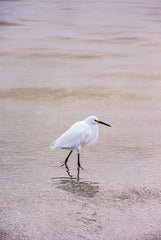 STAR221 - Snowy Egret - 12x18