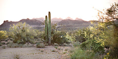 STAR264 - Sonoran Serenade - 18x12
