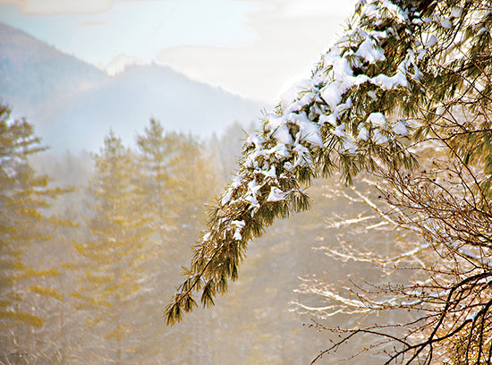 Catch A Star Fine Art STAR266 - STAR266 - Winter Woods - 16x12 snow-covered pine tree, mountain forest in winter, tranquil scene, seasonal photograph, soft natural light from Penny Lane
