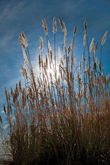 STAR270 - Sun Kissed Sea Oats - 12x18