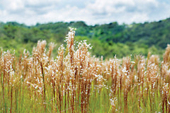 STAR272 - Bluestem in Bloom - 18x12