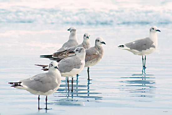 Catch a Star Fine Art STAR293 - STAR293 - Shorebird Sentinel - 18x12 close-up seagulls, beach birds, shallow water, birdwatching scene, ocean backdrop, calm setting, bird reflection from Penny Lane