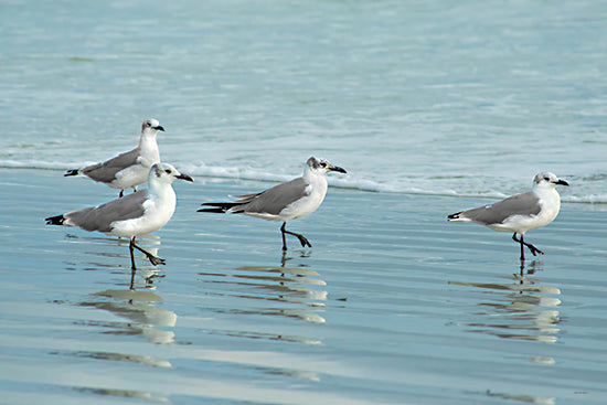 Catch a Star Fine Art STAR294 - STAR294 - Beach Ballet - 16x12 seagulls, beach birds, ocean shore, coastal wildlife, wading birds, reflection on water, marine birds, sea waves, bird group, peaceful nature from Penny Lane