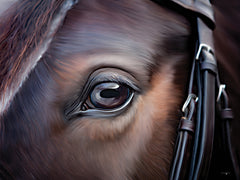 STAR312 - Equine Gaze - 16x12