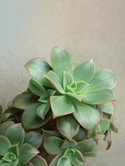 STAR329 - Flourishing Echeveria I - 12x16