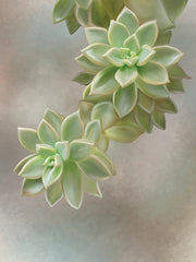 STAR330 - Flourishing Echeveria II - 12x16