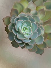 STAR331 - Flourishing Echeveria III - 12x16