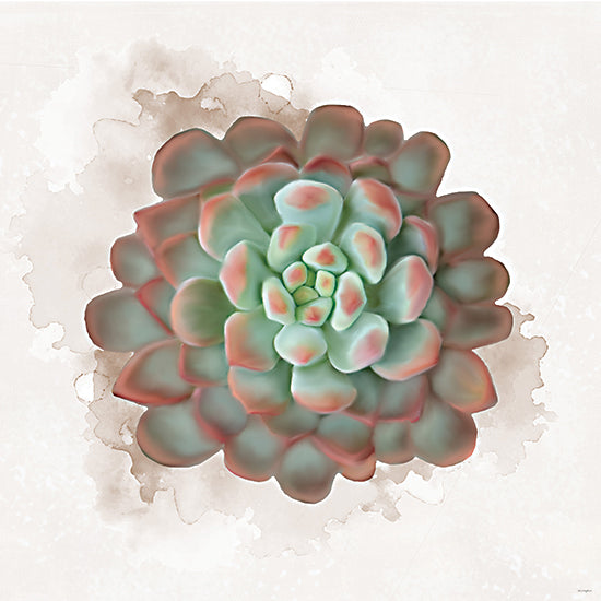 Catch A Star Fine Art STAR332 - STAR332 - Succulent Collection I - 12x12 succulent, echeveria, rosette succulent, pastel green, blush pink tips, botanical art, watercolor wash background, neutral beige, soft painterly texture, close-up plant portrait, desert plant, houseplant decor, minimal botanical, contemporary nature art, shabby chic palette, serene wall art from Penny Lane