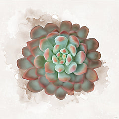 STAR332 - Succulent Collection I - 12x12