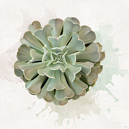 Catch A Star Fine Art STAR333 - STAR333 - Succulent Collection II - 12x12 succulent, echeveria, pale sage green, rosette plant, botanical illustration style, watercolor splash background, soft neutral tones, succulent wall art, painterly plant study, desert succulent, organic decor, minimalist botanical, fresh green palette, contemporary floral substitute, spa-like art from Penny Lane
