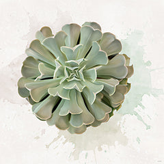 STAR333 - Succulent Collection II - 12x12