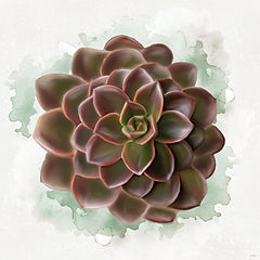 STAR334 - Succulent Collection III - 12x12
