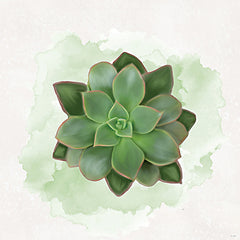 STAR335 - Succulent Collection IV - 12x12