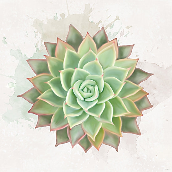 Catch A Star Fine Art STAR336 - STAR336 - Succulent Collection V - 12x12 succulent, mint green rosette, pink edged leaves, echeveria, botanical artwork, watercolor splatter background, airy neutral backdrop, soft pastel plant, modern nature art, painterly succulent portrait, desert plant, feminine color palette, fresh greenery decor, tranquil botanical print, close-up leaf symmetry from Penny Lane