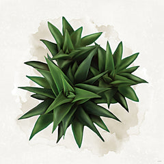 STAR337 - Succulent Collection VI - 12x12