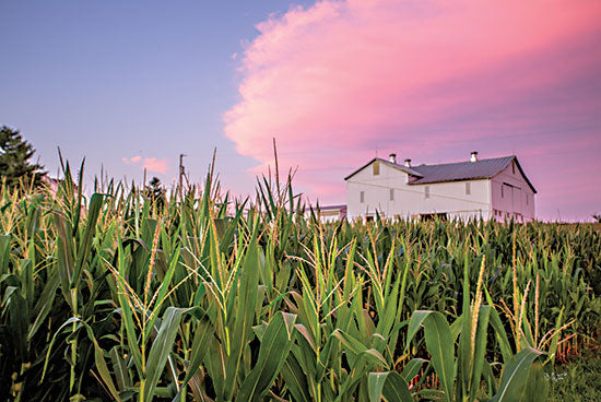 Donnie Quillen DQ193 - DQ193 - Corn Crop - 18x12 Corn Crop, Corn, Farm, Barn, Photography from Penny Lane