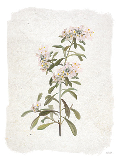 House Fenway FEN1047 - FEN1047 - Weathered Crambe - 12x16 Flowers, Crambe Flowers, Pink Crambes, Summer Flowers from Penny Lane