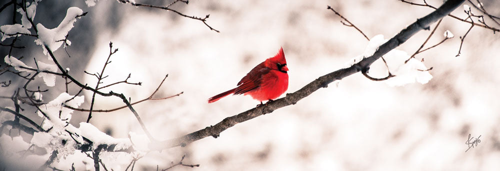 Justin Spivey JDS187 - Cardinal III  - Cardinal, Snow, Branch, Tree from Penny Lane Publishing