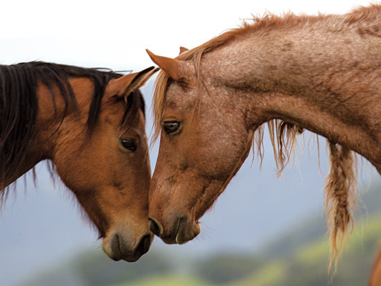 JG Studios JGS292 - JGS292 - Meadow Two       - 18x12 Photography, Horses, Portrait from Penny Lane