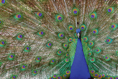 LD1083 - Peacock - 18x12