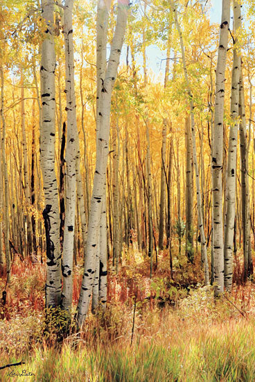 Lori Deiter LD1553 - LD1553 - Solid Gold II - Dark version    - 12x18 Photography, Trees, Fall, Aspens from Penny Lane