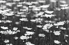 LD2813 - Daisy Dreams - 18x12
