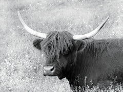 LD3192 - Highland Cow in Spring - 16x12