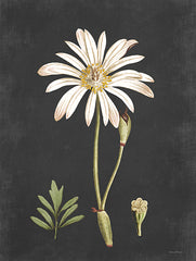 LET484 - Naturalist Bloom Study - 12x16