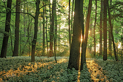 MPP736 - Spring Morning - 18x12