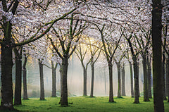 MPP898 - Cherry Blossom Festival - 18x12