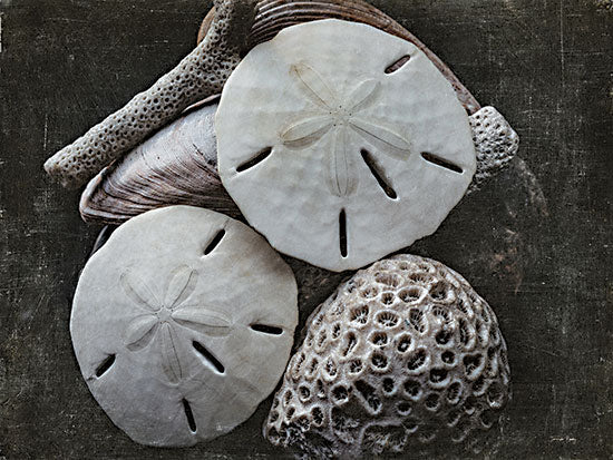 Jennifer Rigsby RIG209 - RIG209 - The Weathered Sea III - 16x12 Photography, Shells, Sand Dollars, Coastal from Penny Lane