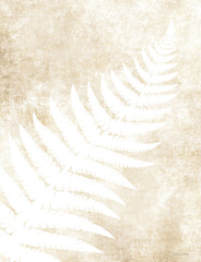 SB1117 - Fern Frond 1 - 12x16