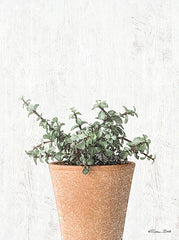 SB759 - Succulents II    - 12x16