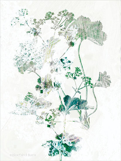 Bluebird Barn BLUE136 - BLUE136 - Geranium Botanical  - 12x16 Abstract, Geraniums, Flowers, Botanical from Penny Lane