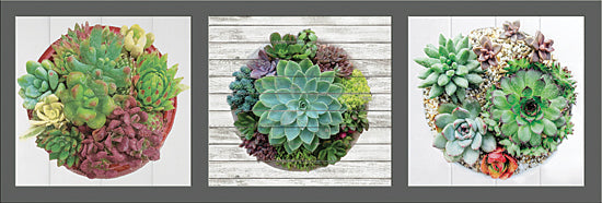 JG Studios JGS197 - JGS197 - Elegans Trey - 18x6 Succulents, Cactus, Southwestern, Trio, Triptych from Penny Lane
