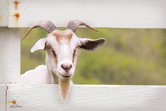 LD1226 - Goat at Fence - 18x12