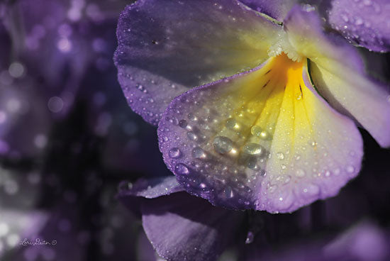 Lori Deiter LD1374 - Purple Pansy Flowers, Purple, Dew, Weather, Pansy from Penny Lane