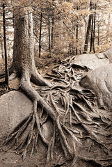 LD1525 - Strong Roots - 12x18