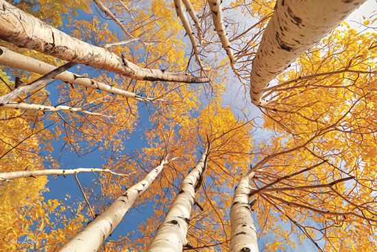 Lori Deiter LD1557 - Aspen II - 18x12 Trees, Aspen Trees, Photography from Penny Lane