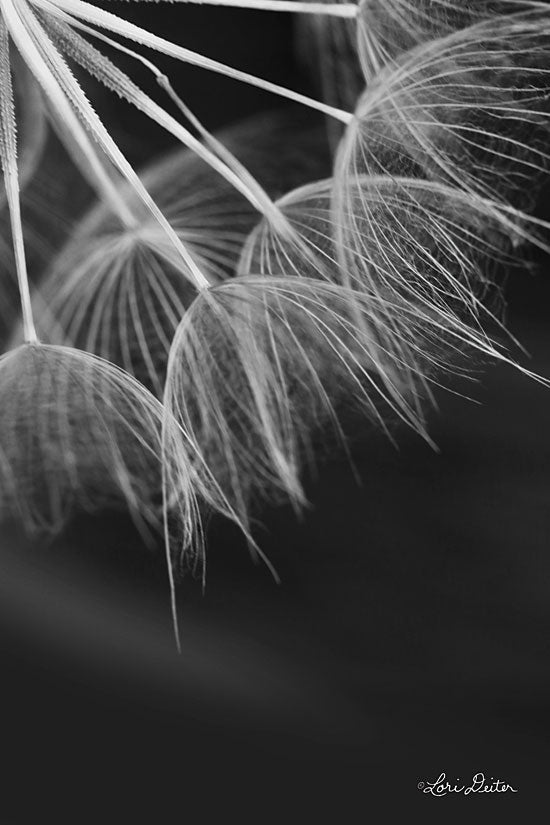 Lori Deiter LD1714 - Goatsbeard I - 12x18 Goatbeard, Plant, Flowers, Botanical, Photography from Penny Lane