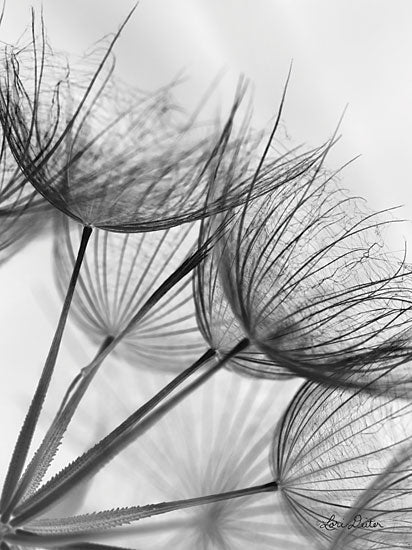 Lori Deiter LD1715 - Goatsbeard II - 12x16 Goatbeard, Plant, Flowers, Botanical, Photography from Penny Lane
