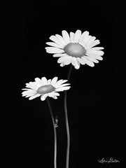 LD1716 - Pair of Daisies - 12x16