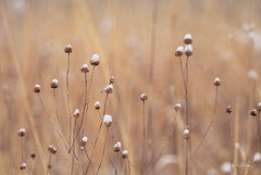 LD1788 - Snow Capped Wildflowers - 18x12
