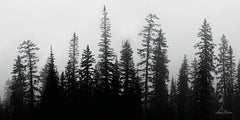 LD1821 - Rocky's Trees - 18x9