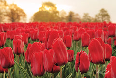 MPP422 - Tulips from Twente
