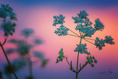 MPP435 - Cow Parsley
