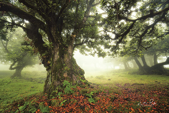 Martin Podt MPP459 - Light from Behind - 18x12 Trees, Forest, Sunlight, Photography, Flowers from Penny Lane