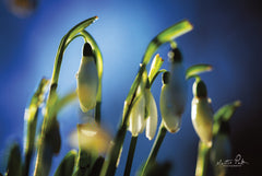 MPP552 - Snowdrops V - 18x12