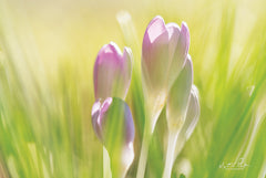 MPP554 - Soft Crocus - 18x12