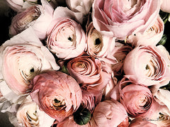 SB748 - Coral Ranunculus - 16x12